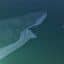 Megalodon Shark 1