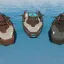 [JC3] CS Powerrun 77 2
