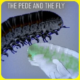 The Pede and the fly